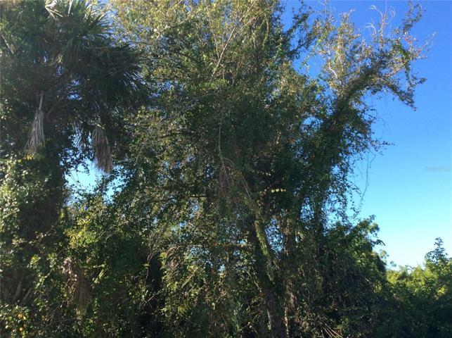 Some mature trees roadside