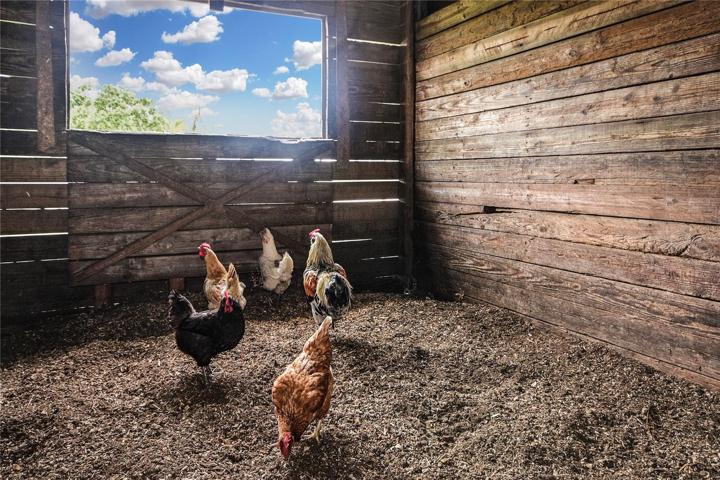 Bring the chickens!