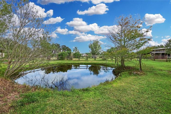 Pond