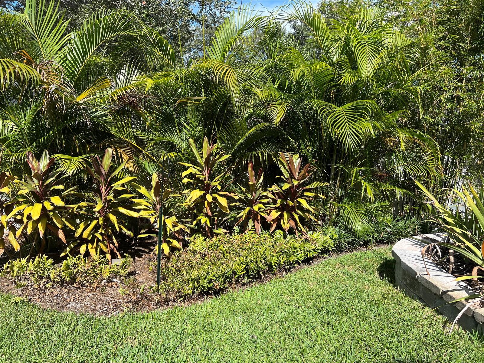 Tropical landscape