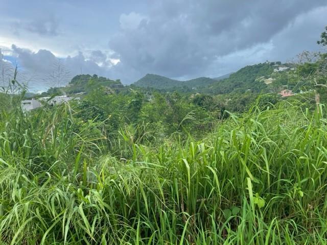 Lot view
