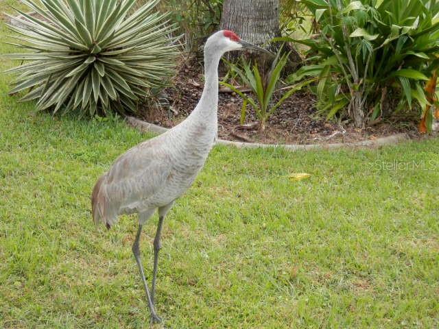 plenty of birdlife