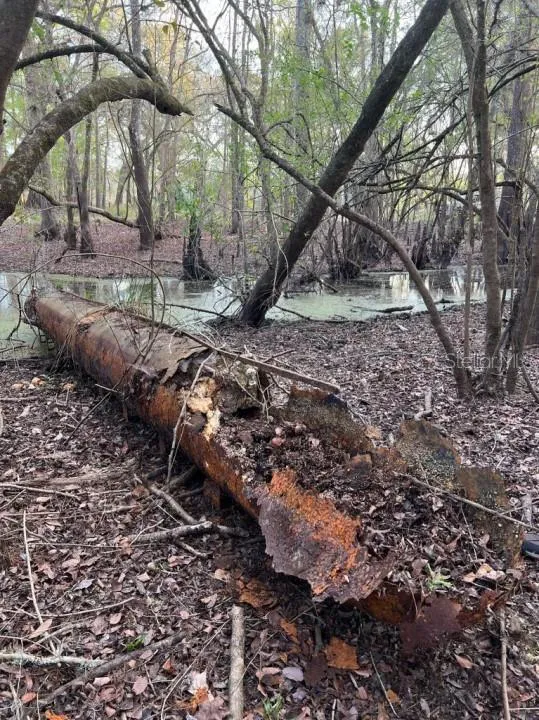 Bell, Florida 32619, 0 , 0 ,0,Land,For Sale,82ND,0,O6156588