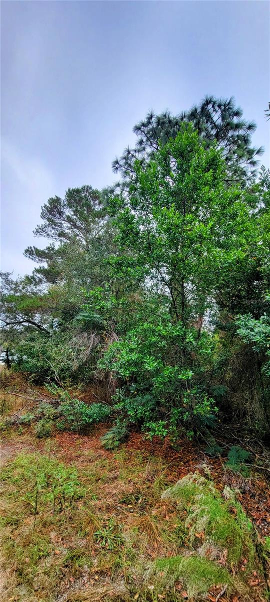 West Side of the Property, facing North East