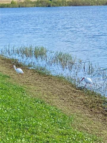 Nature on the Shoreline