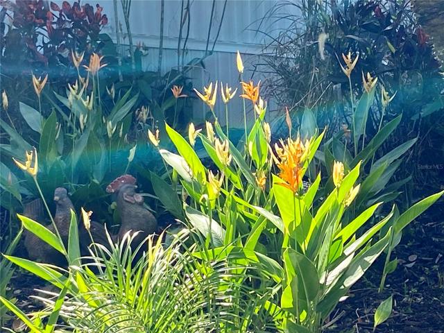 Birds of Paradise