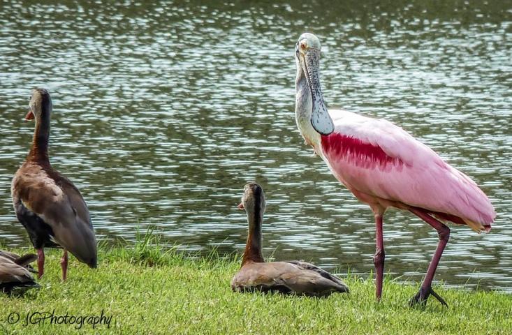 Lake Ashton is home to a wide range of native 