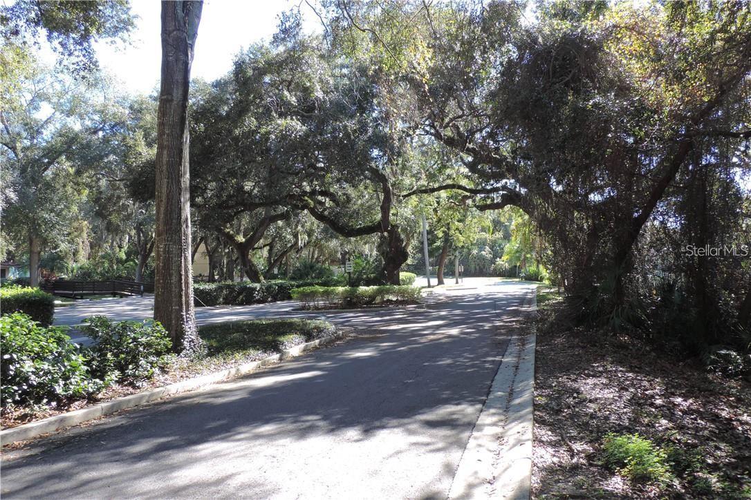 Beautiful tree-lined streets