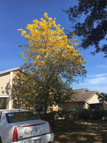Blooming Tree