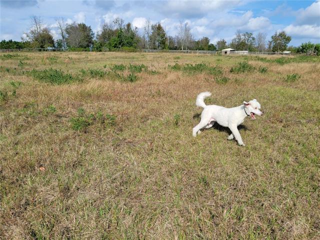 Back Pastures
