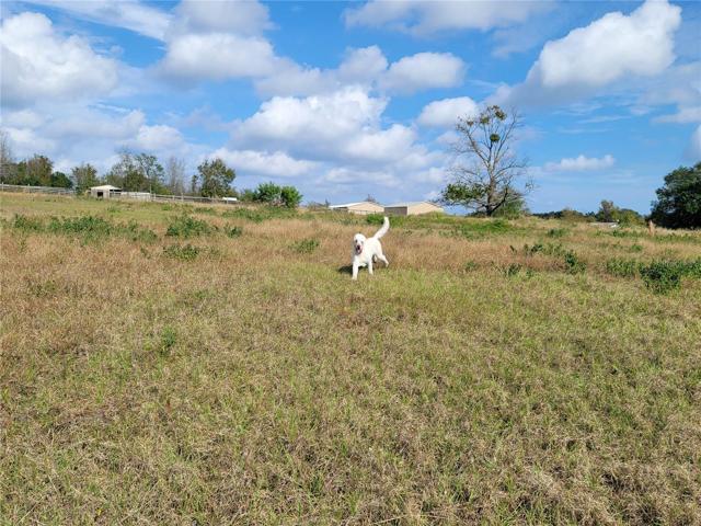 Back Pastures
