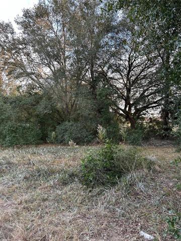 Buildable lots with mature trees