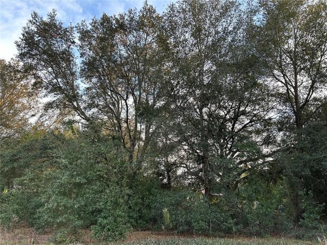 Lots mature trees
