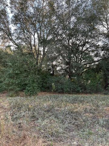 Mature trees