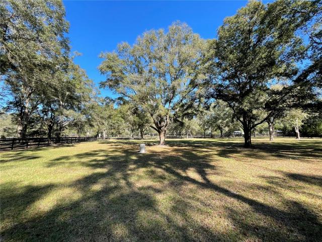 Scatterd Oaks for Summer Shade