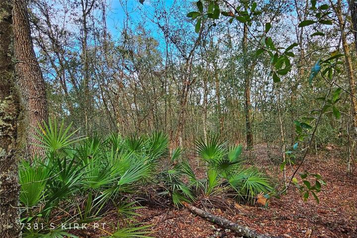 Beautiful mature foliage on vacant land