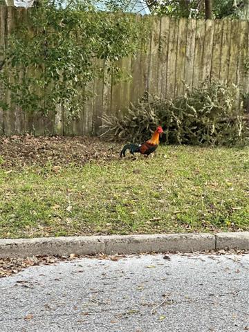 roosters in the neighborhood like Ybor City and Key West