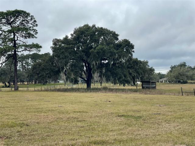 Gorgeous Live Oak trees