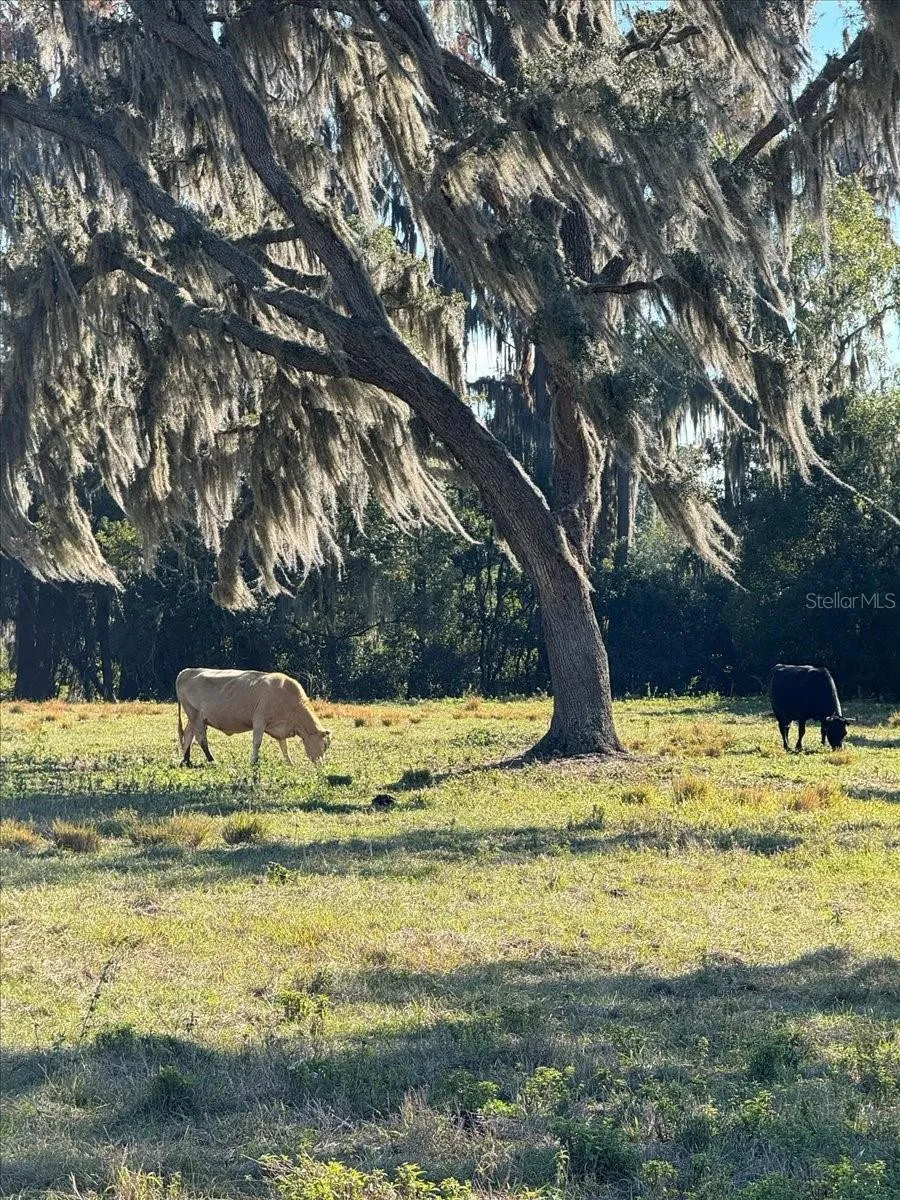 Odessa, Florida 33556, 0 , 0 ,0,Land,For Sale,BOY SCOUT,0,T3495933