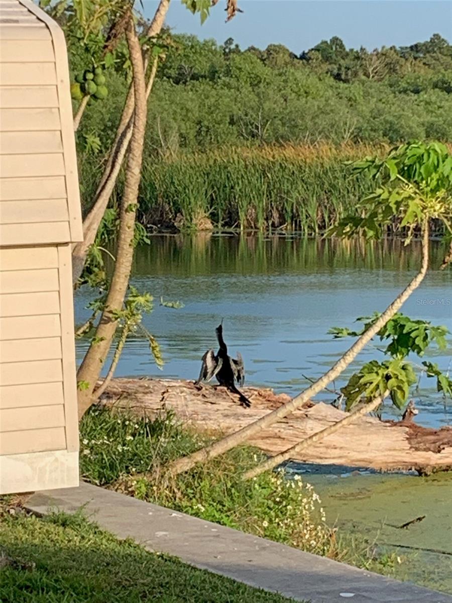 NATURE PRESERVE BACK YARD