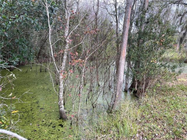 NATURAL POND