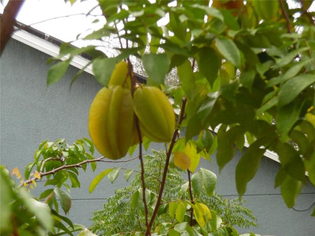Star Fruit