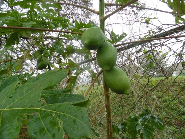 Papayas