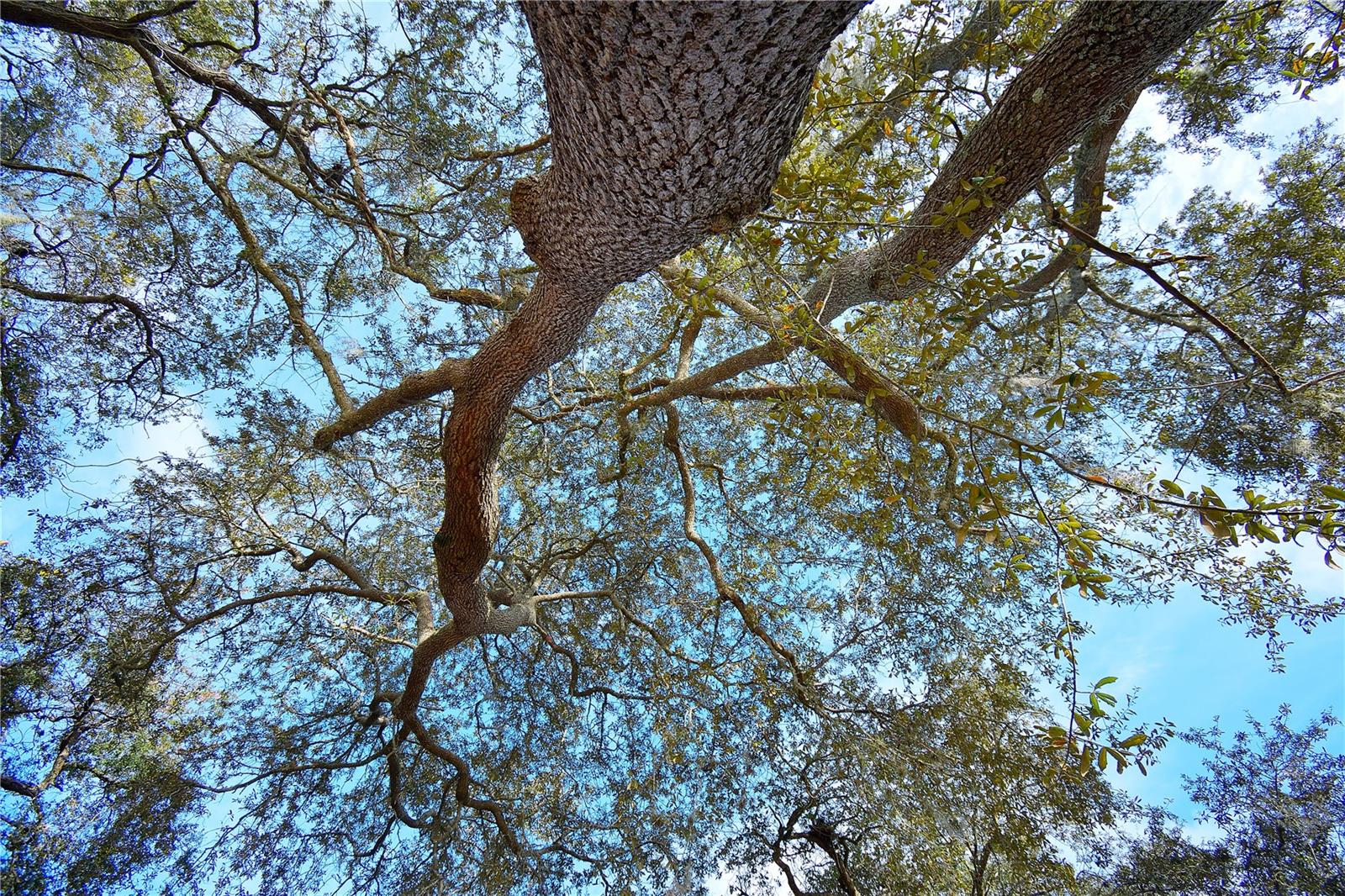 Beautiful Oak Trees On Property
