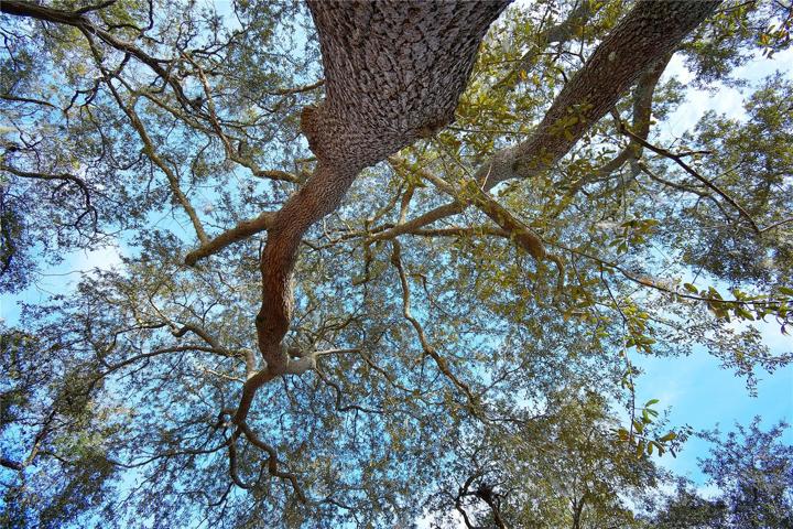 Beautiful Oak Trees On Property