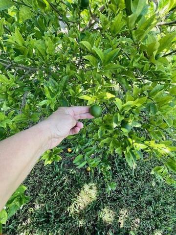 Lime & lemon trees
