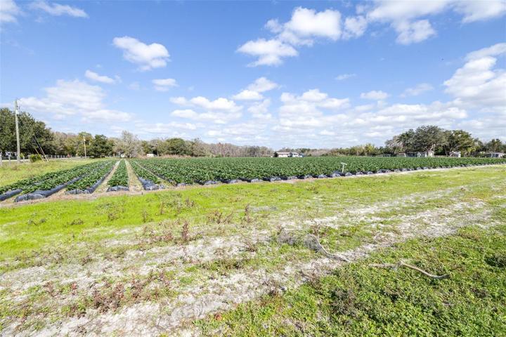 Strawberry fields