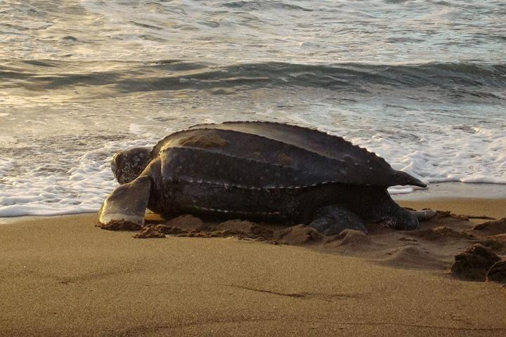 Turtle nesting seasons