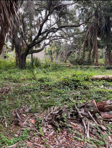 Lot cleared or brush last year