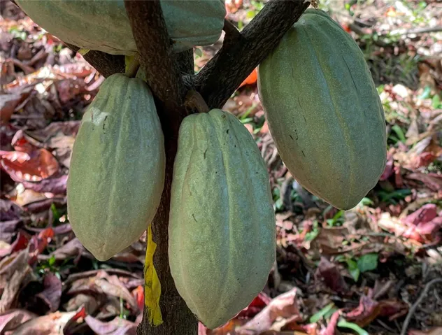 Cacao