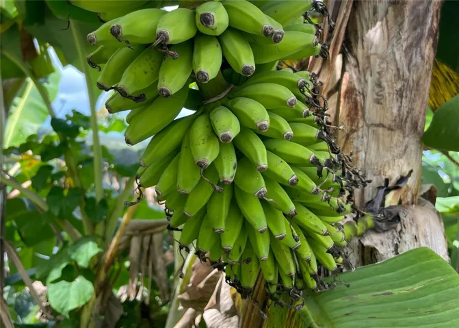 Bananas