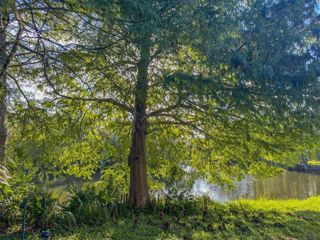 Tree pictured in the Spring