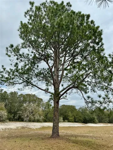 Gorgeous pines in the retention pond