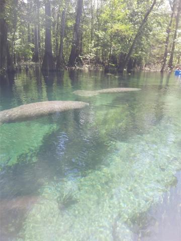 Ichetucknee River