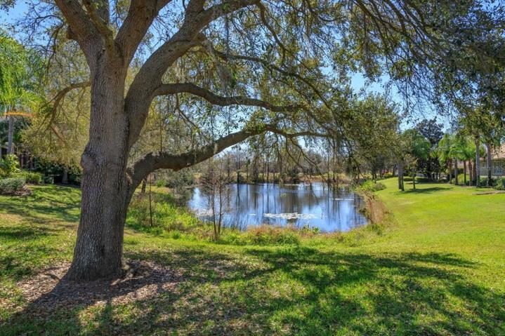 POND VIEW