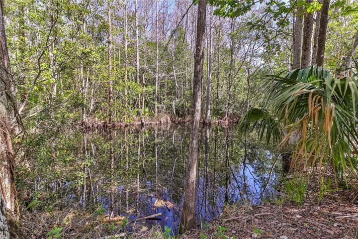 Spring Fed Pond #1