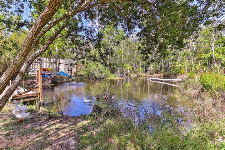 The Ducks enjoying the one of the ponds. Spring Fed pond with auto feeder. Storage container in the background does convey with Full price offer.