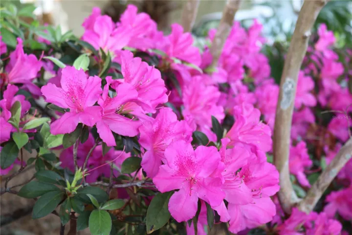 Beautiful Azaleas!