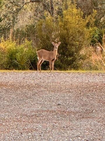 Enjoy the peacefulness of living in this Natural setting with wildlife