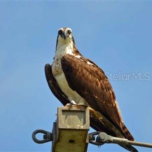 Wildlife Abounds!