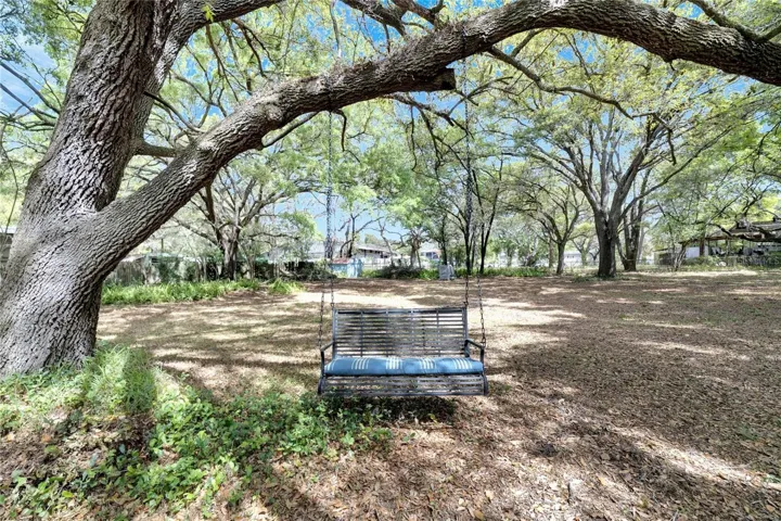 Tree Swing