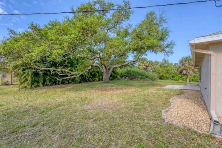 GREAT TREE FOR A SWING