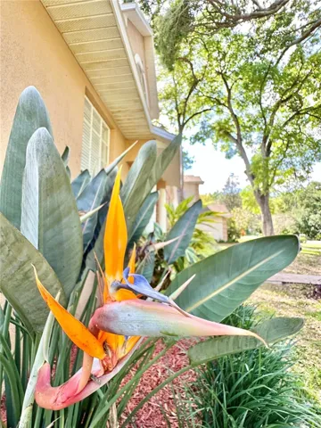 Landscaping in the front yard
