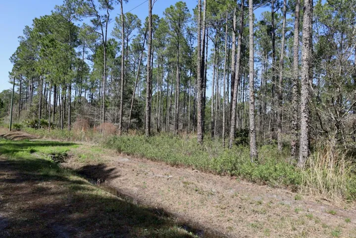 Pine forest 165 ft frontage