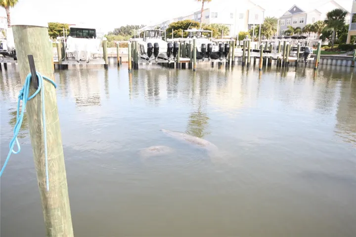 Our Friends the Manatees!
