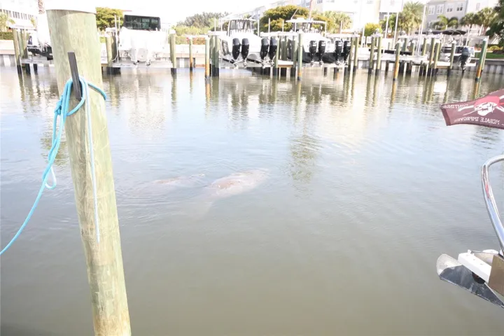 Our Friends the Manatees!
